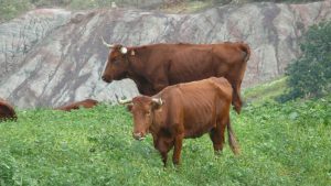 Wo ist ein Torrero zum Aufspiessen?