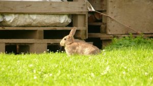 Häschen auf dem Campingplatz