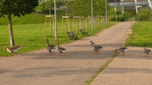 Ungewöhnliche Fussgänger queren den Radweg...