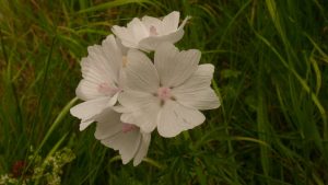 Entdeckt am Wegesrand