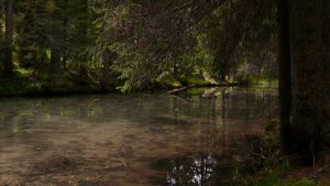 Im mythischen Wald