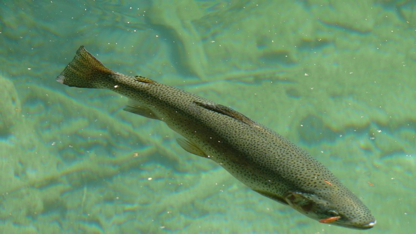 Mi 19.07.2017 | Bramois – Frutigen