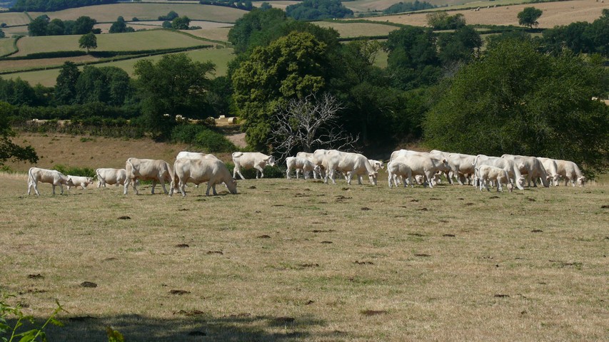 Eine Herde "Boef Bourgogne"