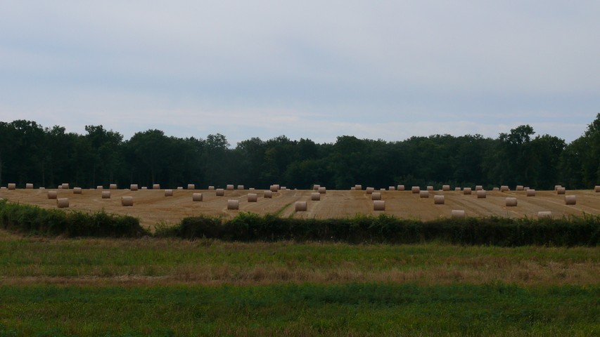 Strohballen in Reih' und Glied