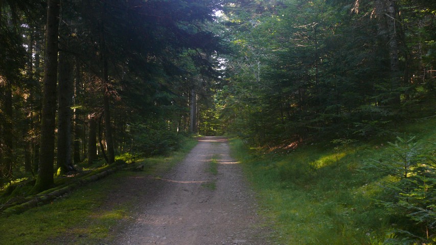 Der einfache Teil der Waldpassage - danach wurde es unglaublich steil!