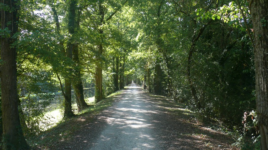 Radweg von schattenspendenden Bäumen umsäumt
