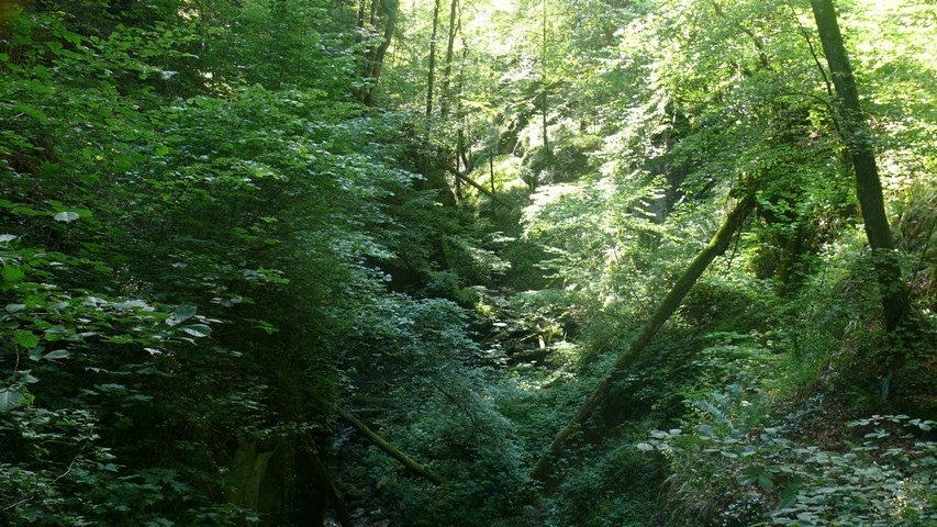 Im Chaltbrunnental (2)