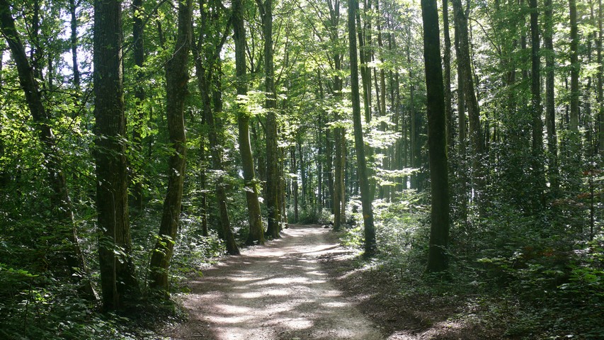 Durch den Wald in Richtung Seewen