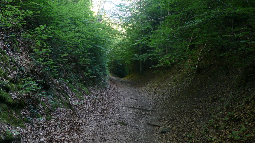Wildnis gleich ausserhalb der Altstadt von Brugg