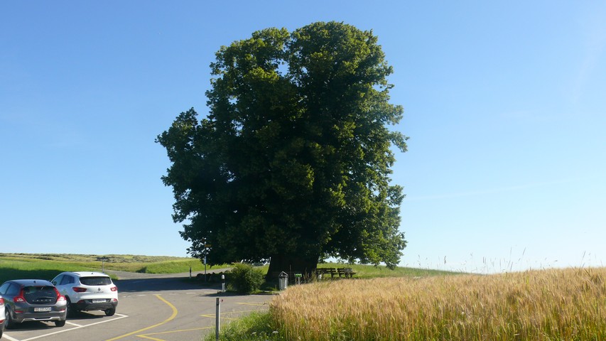 Die Linner Linde - ein mรคchtiger Baum (1)