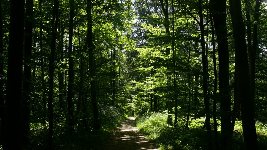 Im schattigen Wald ist es angenehm zu laufen (2)