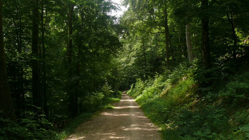 Auf dem Weg zur Belchenflue (1)
