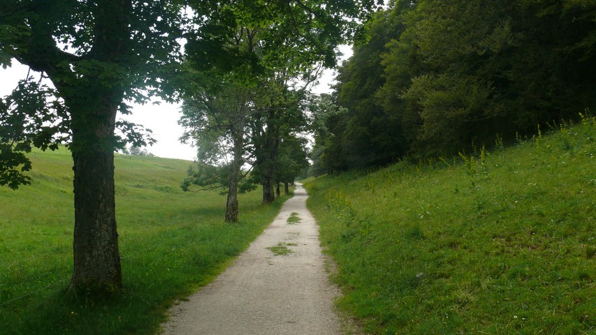 Allee auf dem Weissenstein