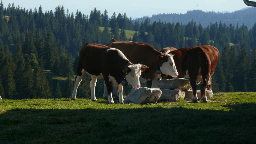 Rindviecher kurz vor dem Col du Marchairuz. Dort gibt es zwar ein Hotel, doch das war für mich keine Option: Wegen dem Coronavirus hätte ich mich da schon vorgestern anmelden müssen.