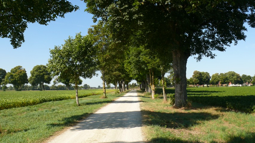 Schöne Alleen um Rohrenfeld