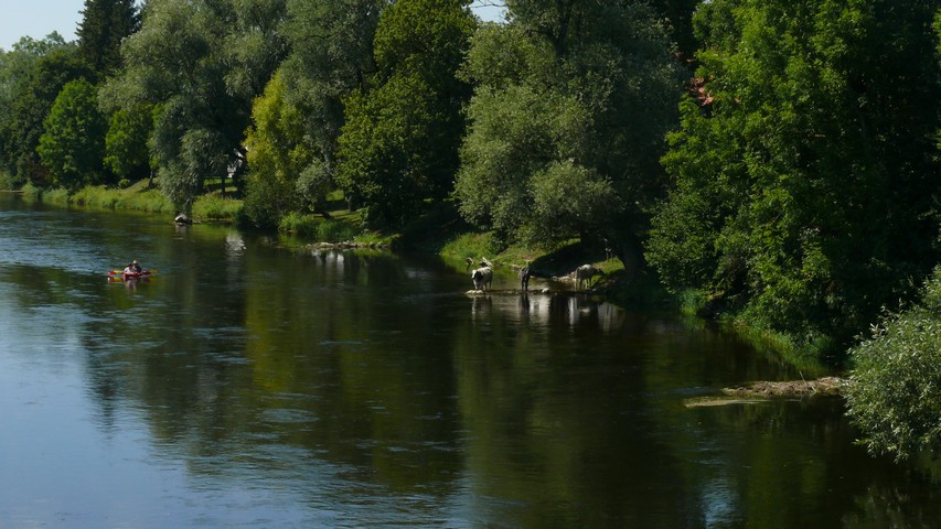 Kanuten treffen Flusskühe bei Ehinge