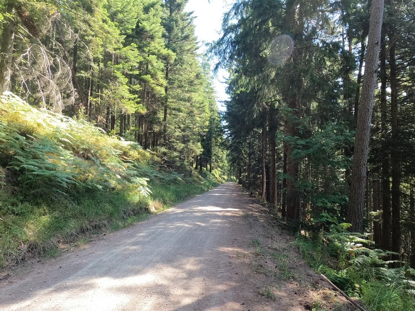 Schwarzwald-Panorama
