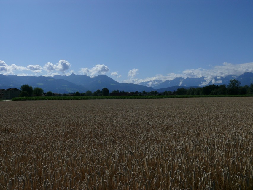 Im St. Galler Rheintal