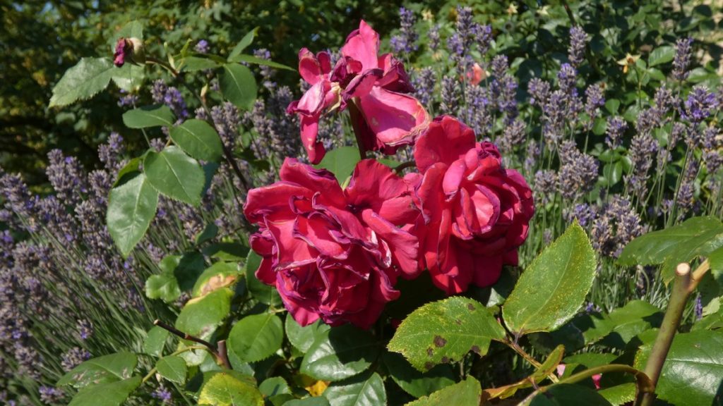 Im Rosengarten