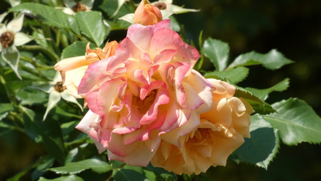Im Rosengarten