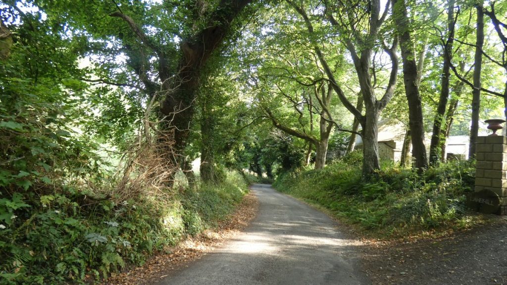 Allee mit alten Bäumen bei Bride