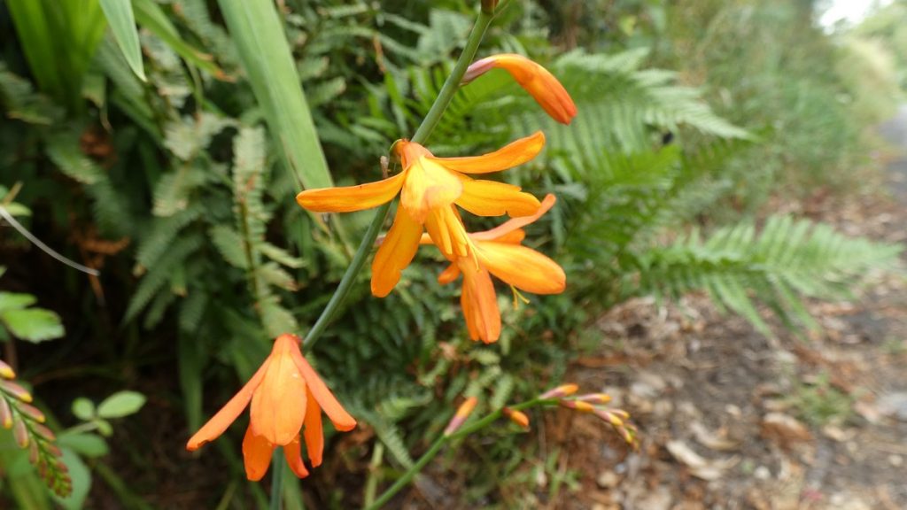 Orange Farbtupfer am Wegesrand