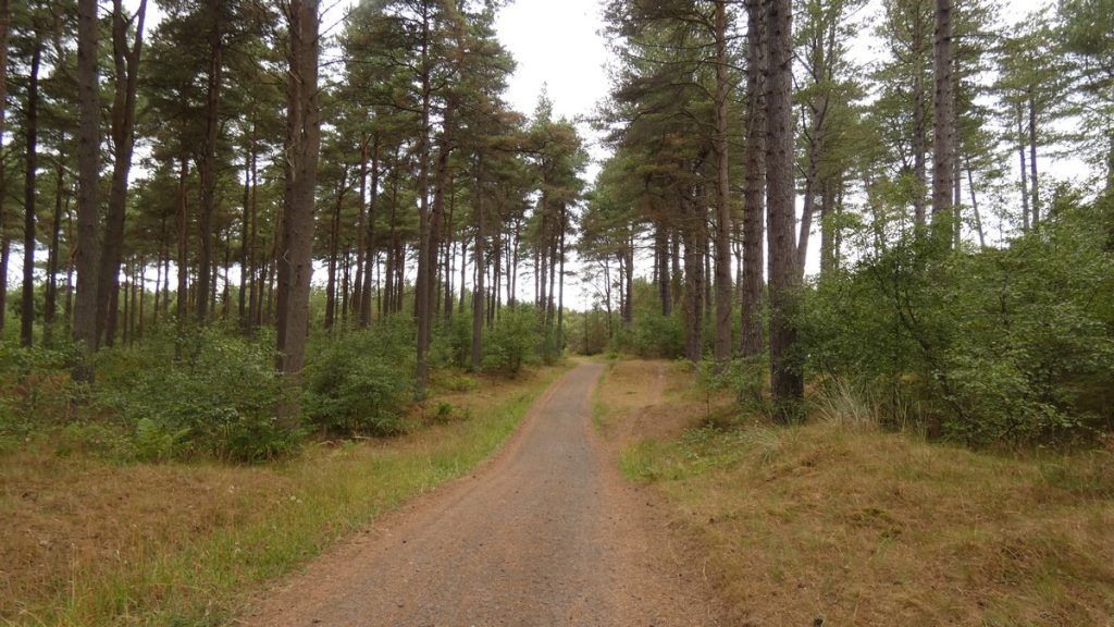 Schöne Fahrt durch einen Wald gleich zum Tagesbeginn