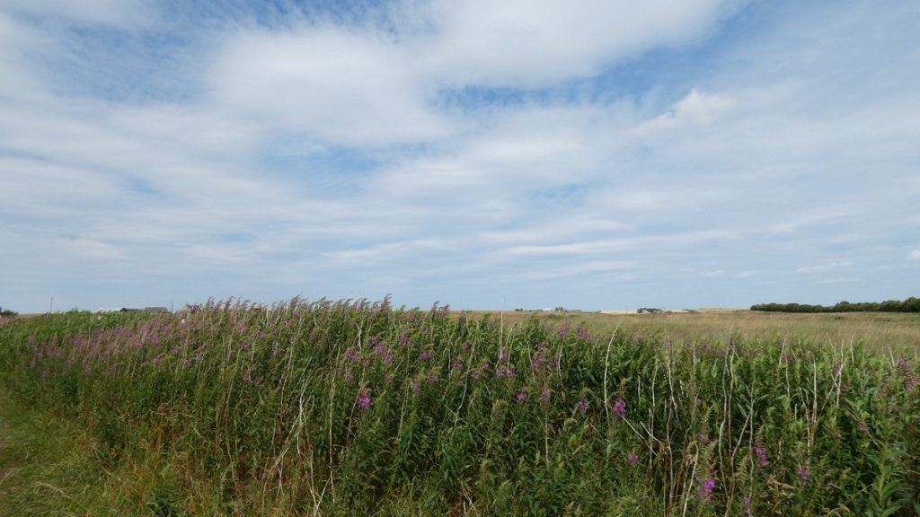 Schottische Landschaft zwischen Aberdeen und Maud