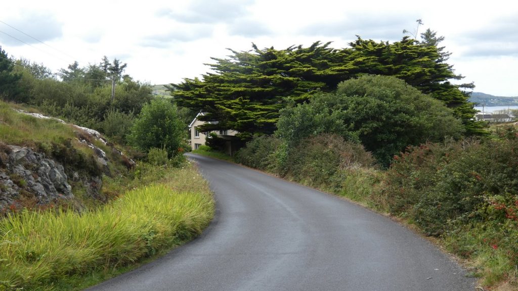 Spektakulärer Baum bei Cloonagh