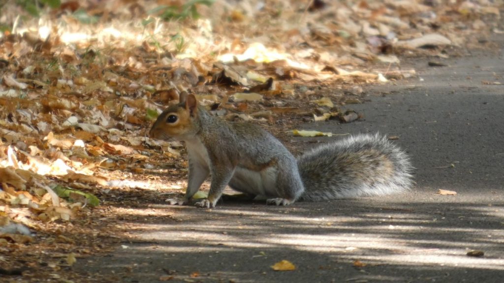 Ich habe schon viele Verkehrsschilder in der UK betreffend "Red Squirrel" gesehen, dieses hier ist aber ein invasives "Grey Squirrel"