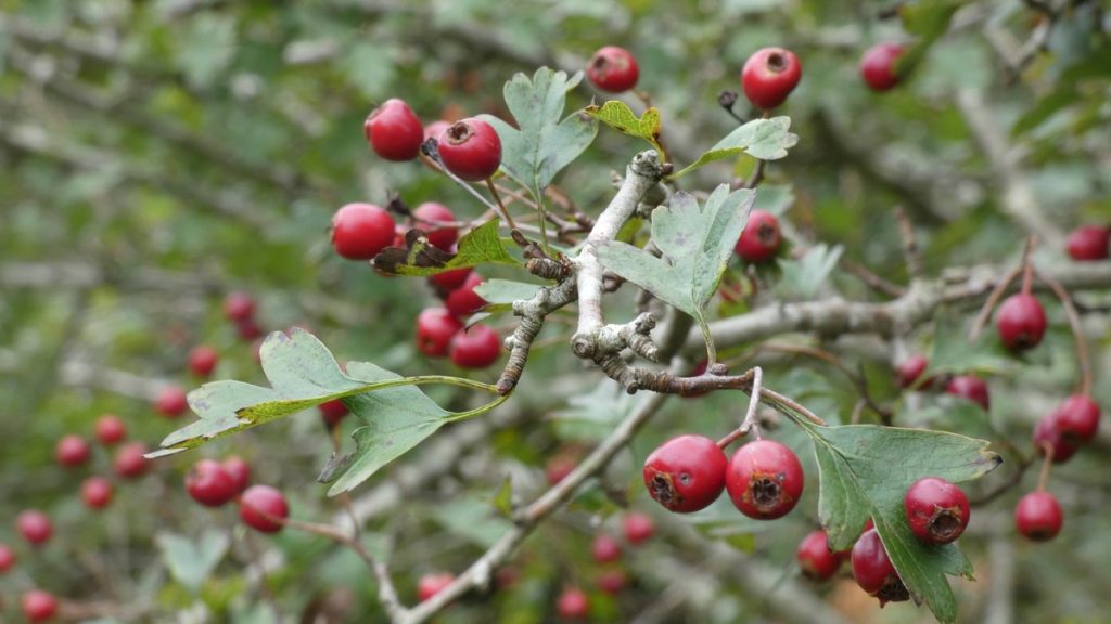 Rote Farbtupfer am Wegesrand