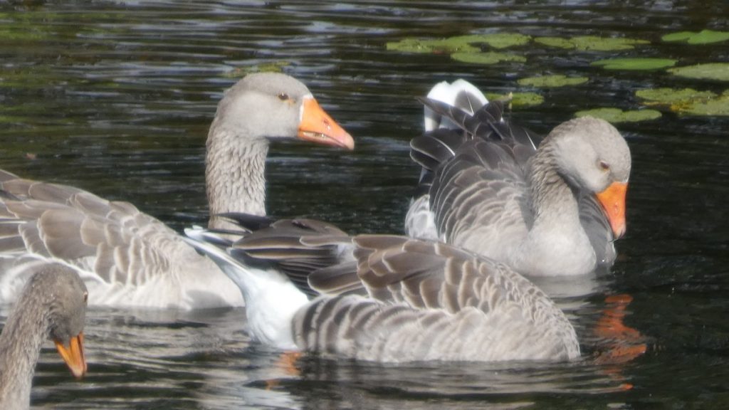 Wasservögel
