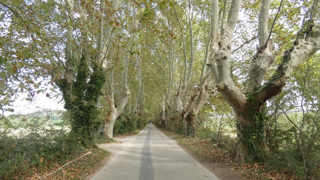 Allee bei Sorgues