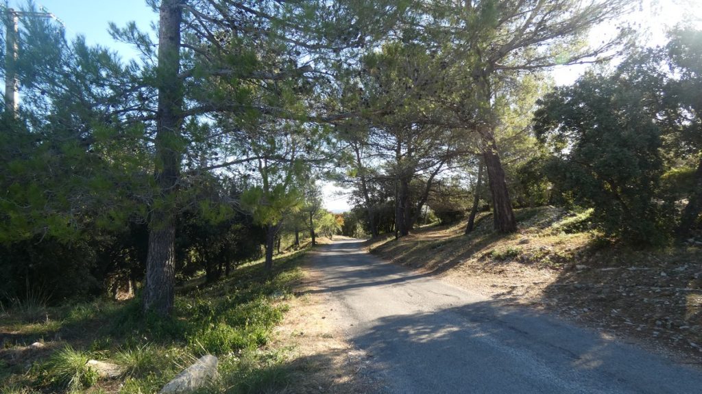 Wäldchen entlang vom Radweg