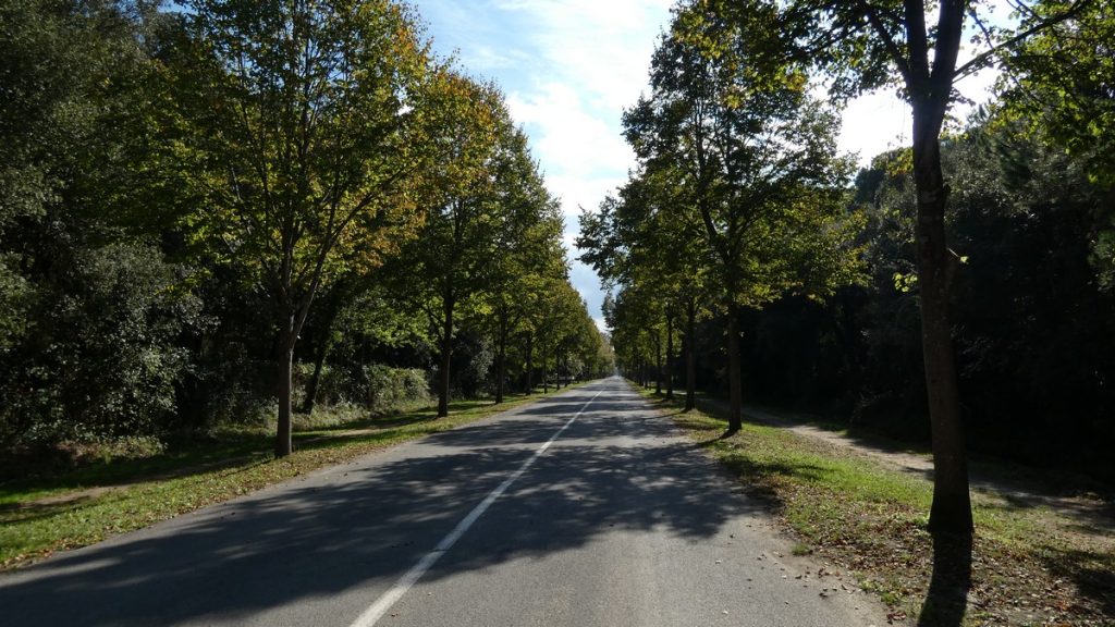 Ebenfalls Viareggio - 5 km geradeaus durch eine Allee, die Strasse abgesperrt und fast nur für mich alleine!