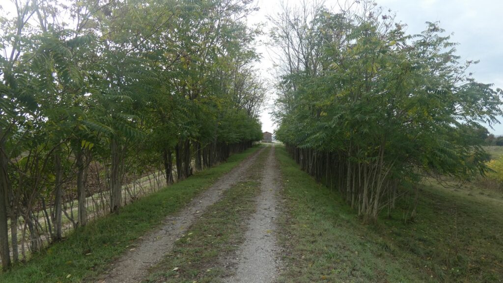 Eine kleine, dafür dichte Allee