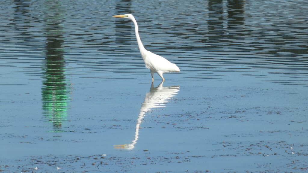 Ein Silberreiher im Lago di Chiusi