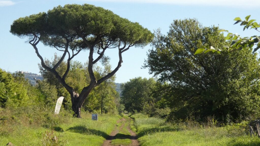 Prächtige Pinie - die Via Appia Antica daneben ist weniger prächtig...